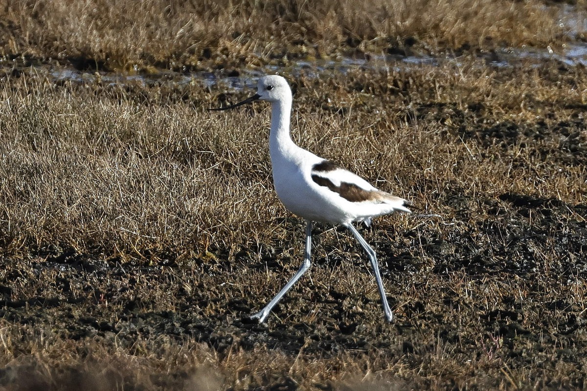 Avocette d'Amérique - ML610709706