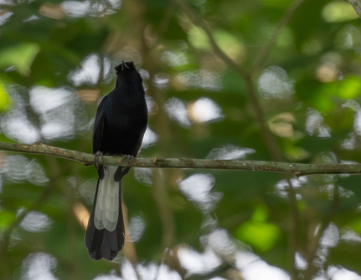 White-vented Shama - jimmy Yao