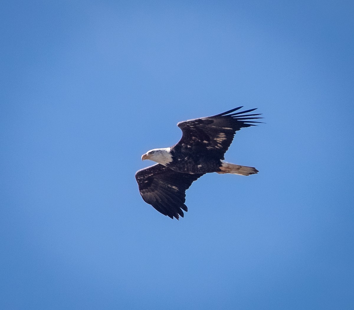 Bald Eagle - ML610709729