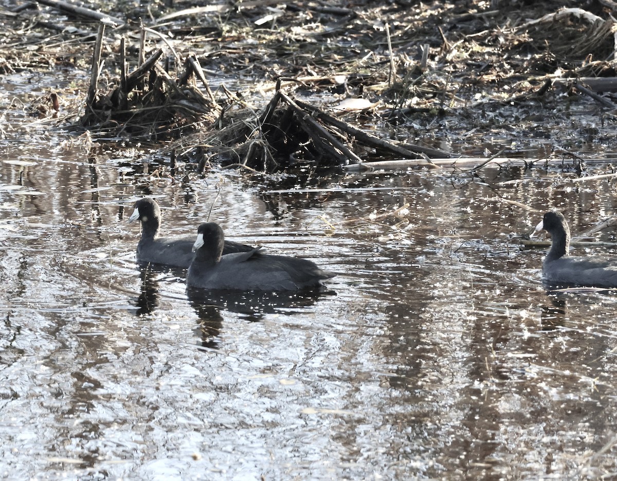 American Coot - Charlie   Nims