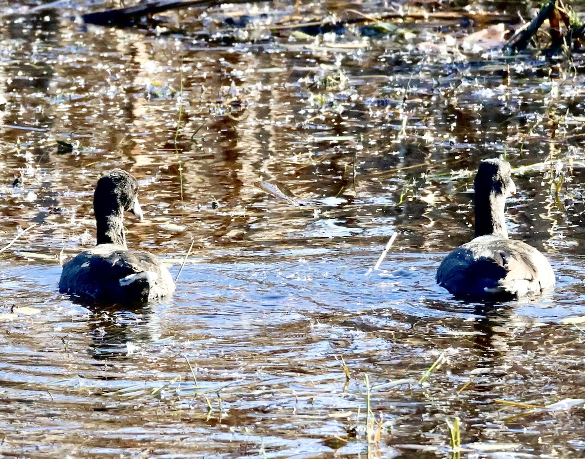 American Coot - ML610709755