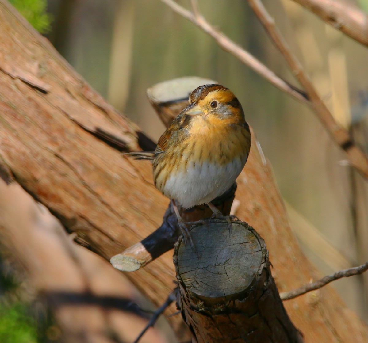 Nelson's Sparrow - Aidan Griffiths