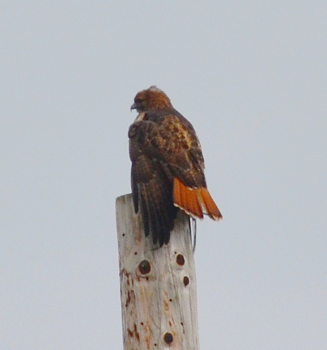 Red-tailed Hawk - ML610709766