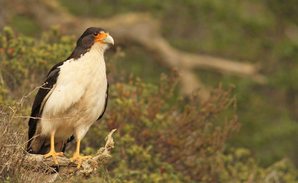 White-throated Caracara - ML61070981