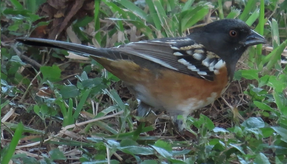 Spotted Towhee - ML610709826