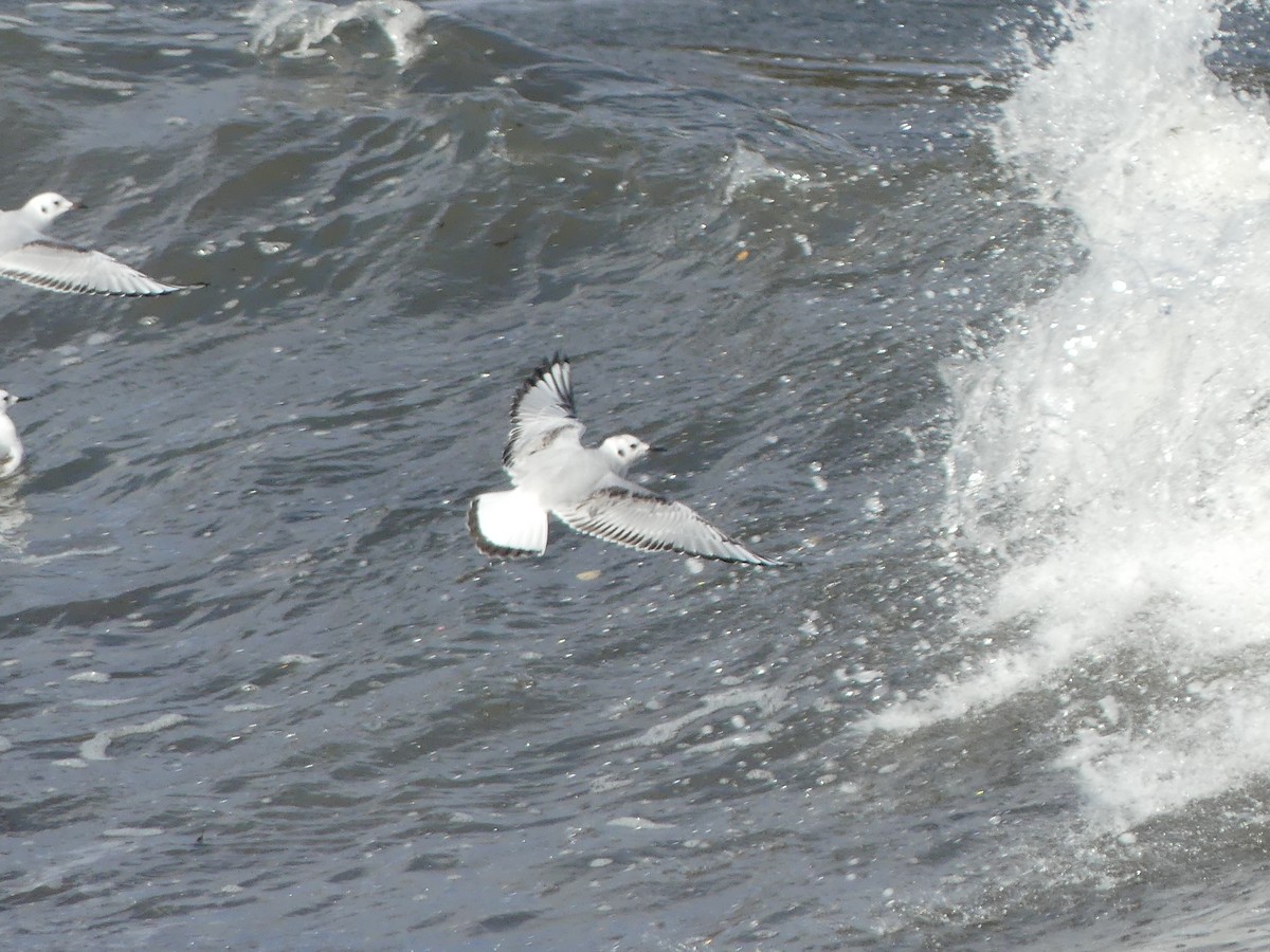 Bonaparte's Gull - ML610709832