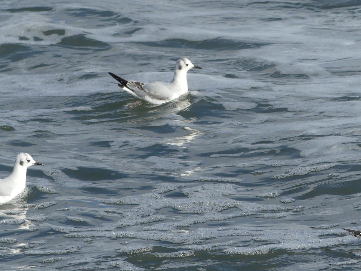 Mouette de Bonaparte - ML610709834