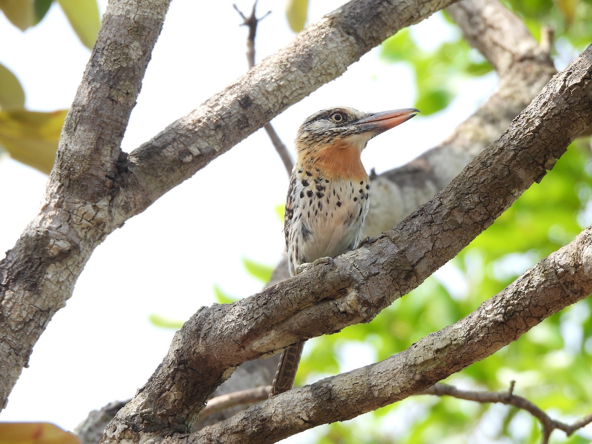 Spot-backed Puffbird (Spot-backed) - Iza Alencar