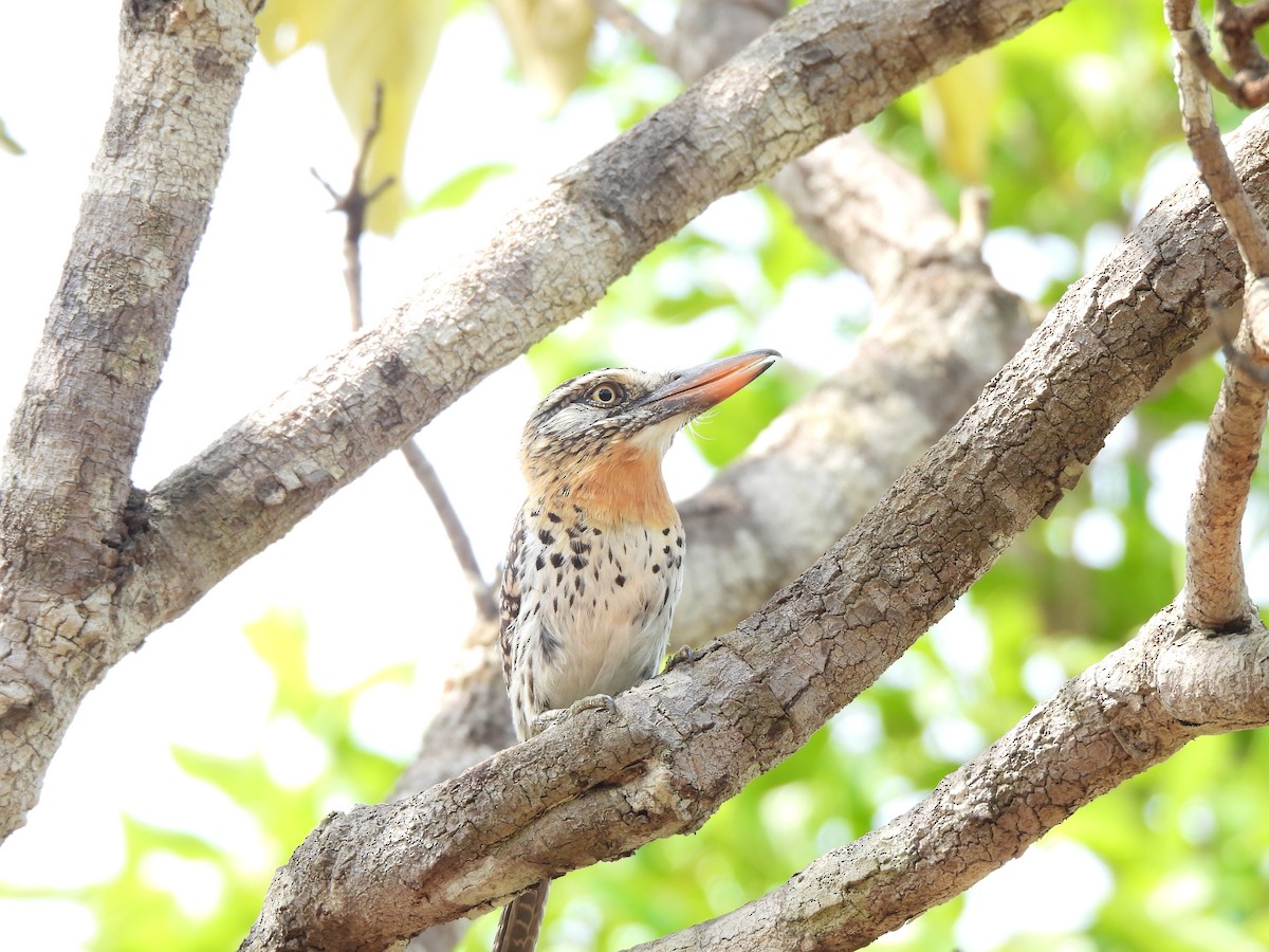 Spot-backed Puffbird (Spot-backed) - ML610709875