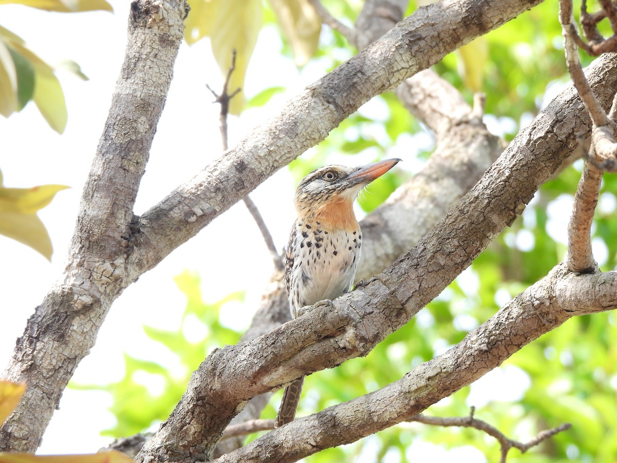 Spot-backed Puffbird (Spot-backed) - Iza Alencar