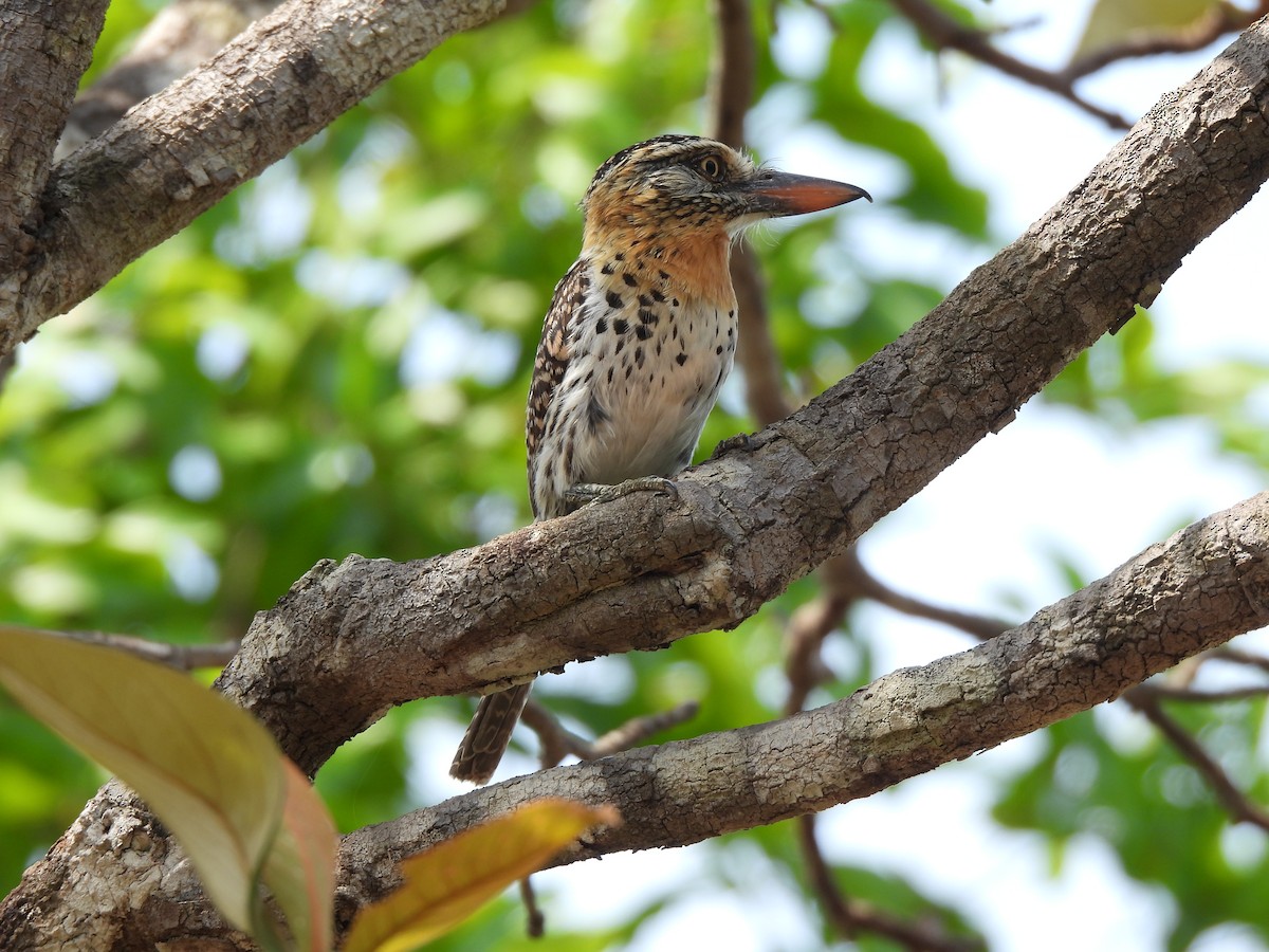 Spot-backed Puffbird (Spot-backed) - ML610709879