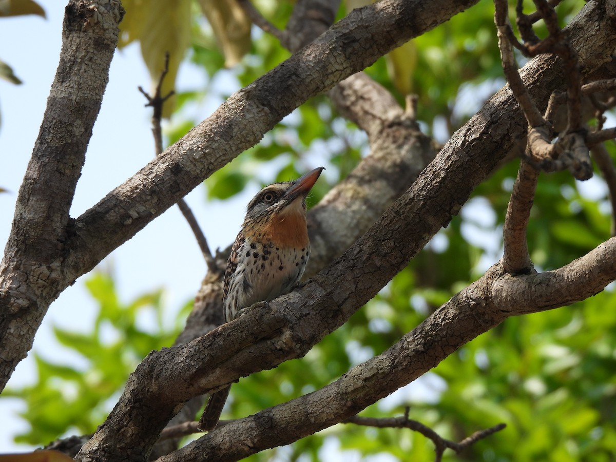 Spot-backed Puffbird (Spot-backed) - ML610709880