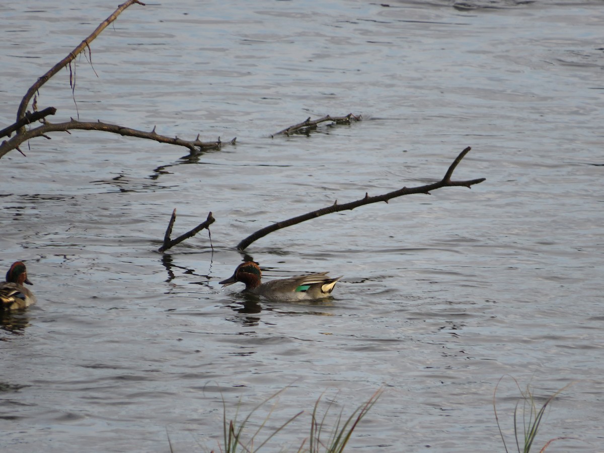 Green-winged Teal - ML610709903