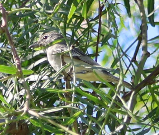 Cassin's/Plumbeous Vireo - ML610709963