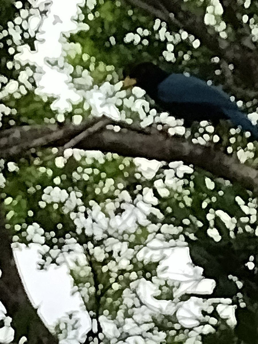 Yucatan Jay - ML610710019