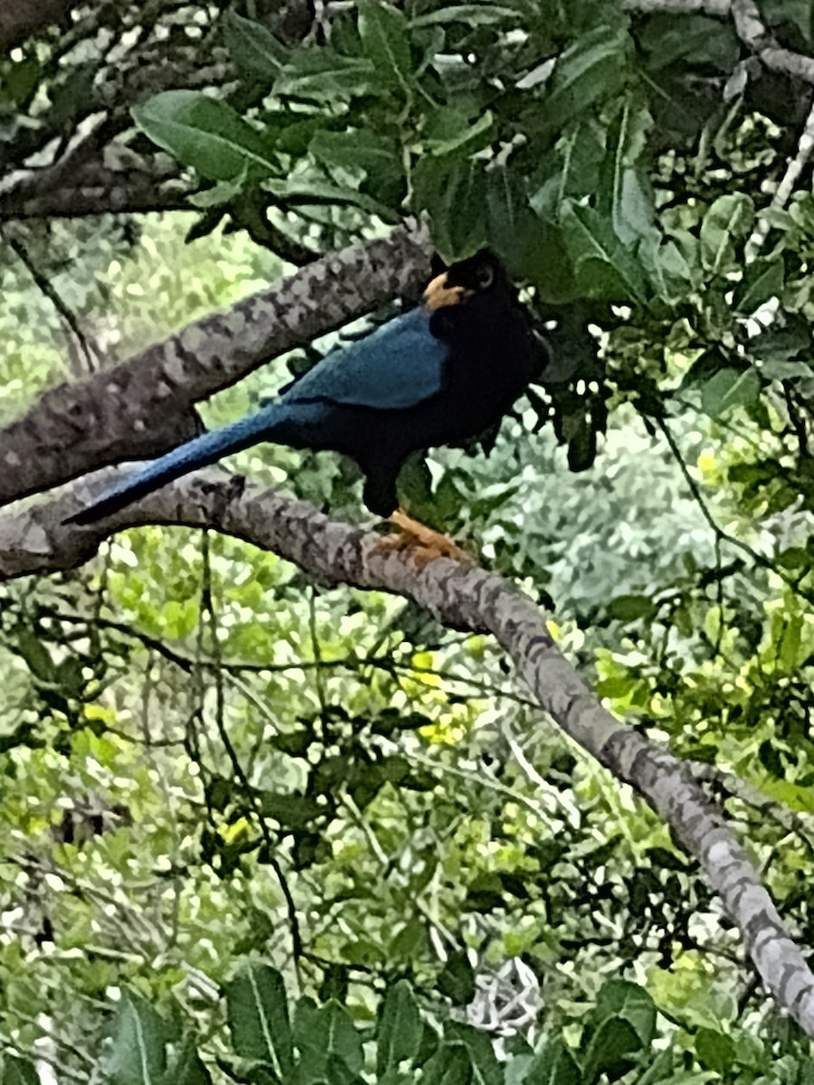 Geai du Yucatan - ML610710022