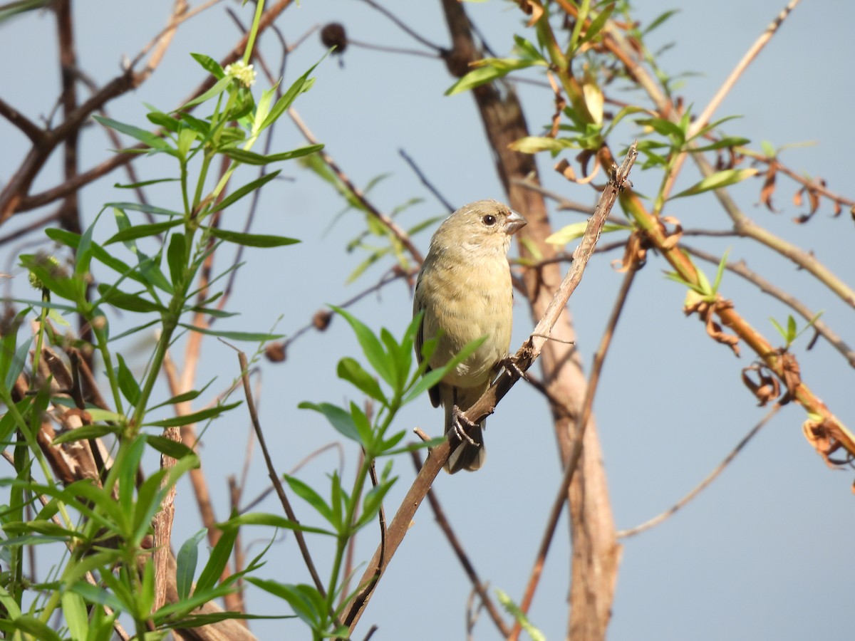 Plumbeous Seedeater - Iza Alencar