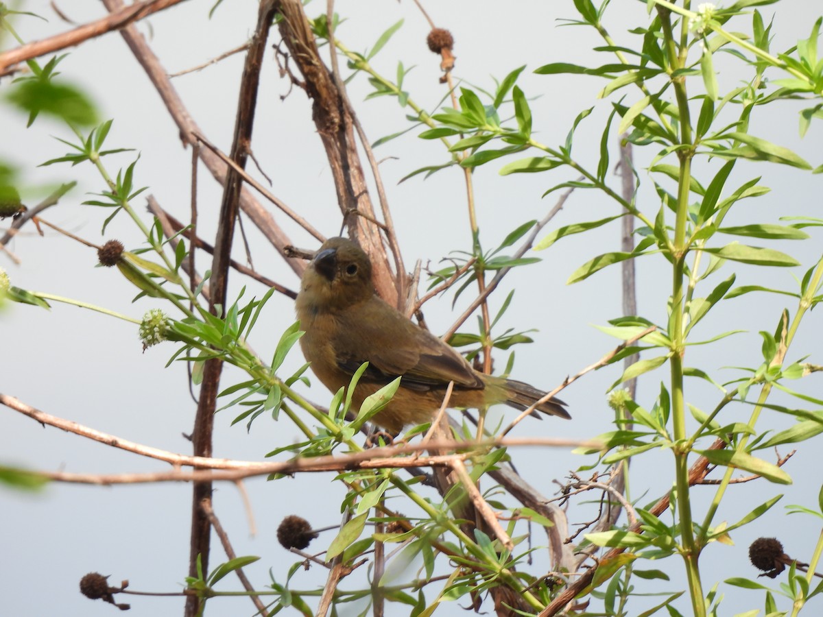 Plumbeous Seedeater - ML610710064