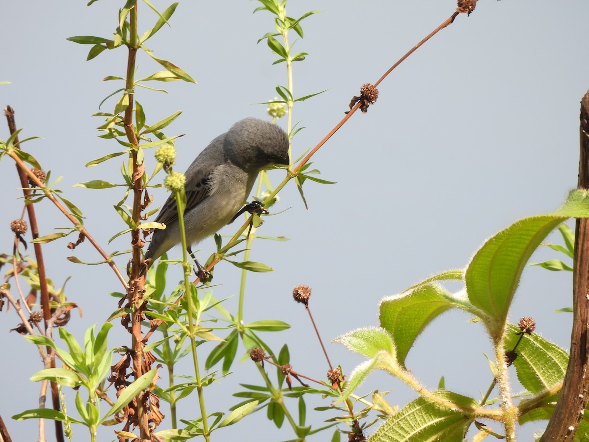 Plumbeous Seedeater - ML610710065