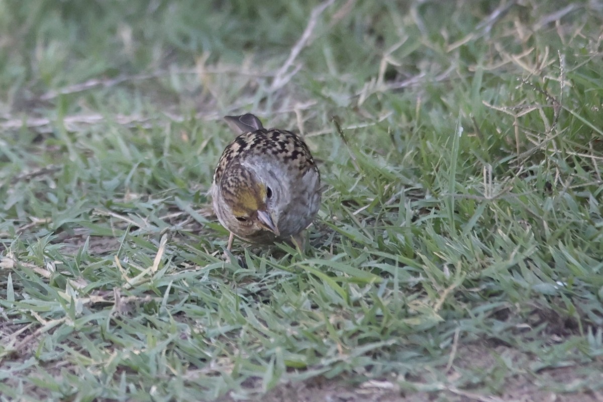 Golden-crowned Sparrow - ML610710095