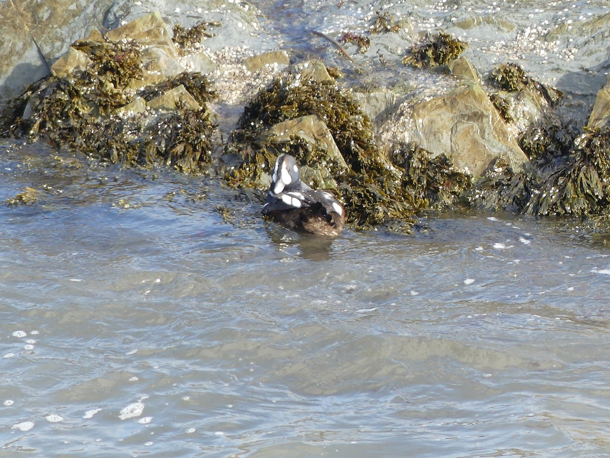 Harlequin Duck - ML610710104