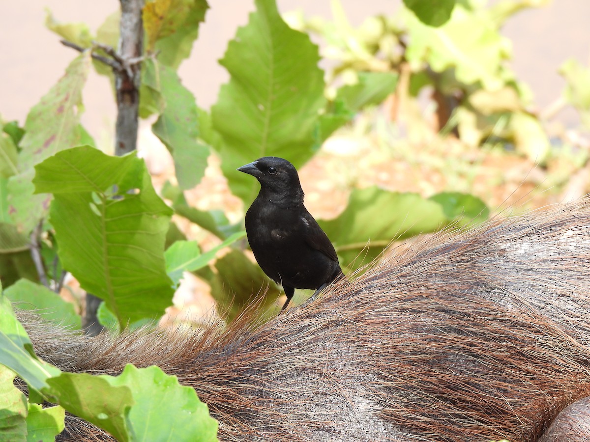 Screaming Cowbird - ML610710116