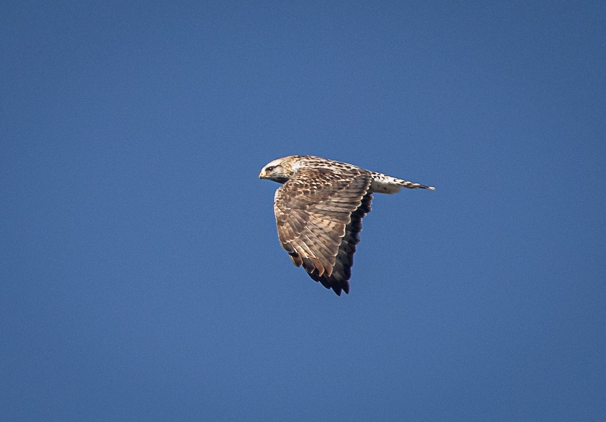 Rough-legged Hawk - ML610710118