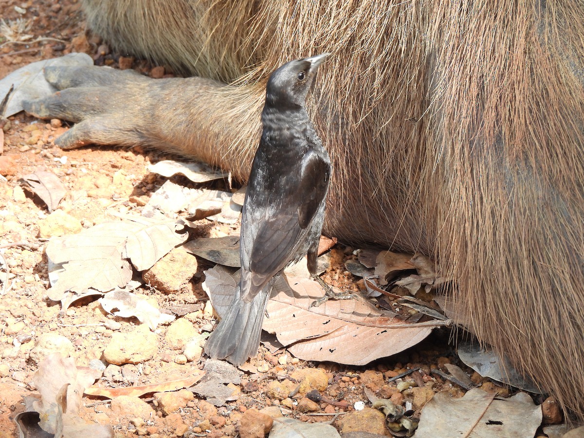 Screaming Cowbird - ML610710120