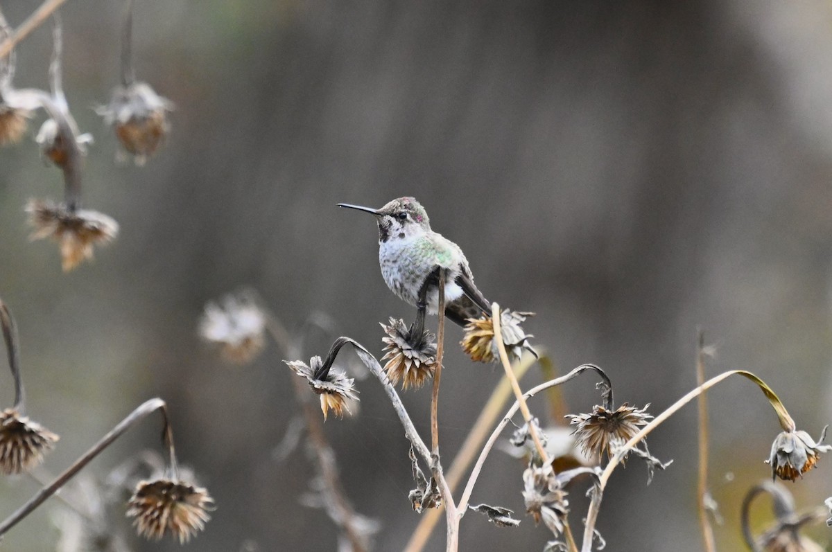 Anna's Hummingbird - ML610710126