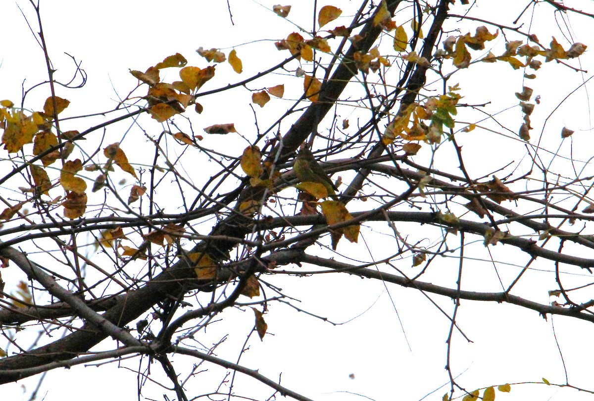 Palm Warbler - Robin Desrochers