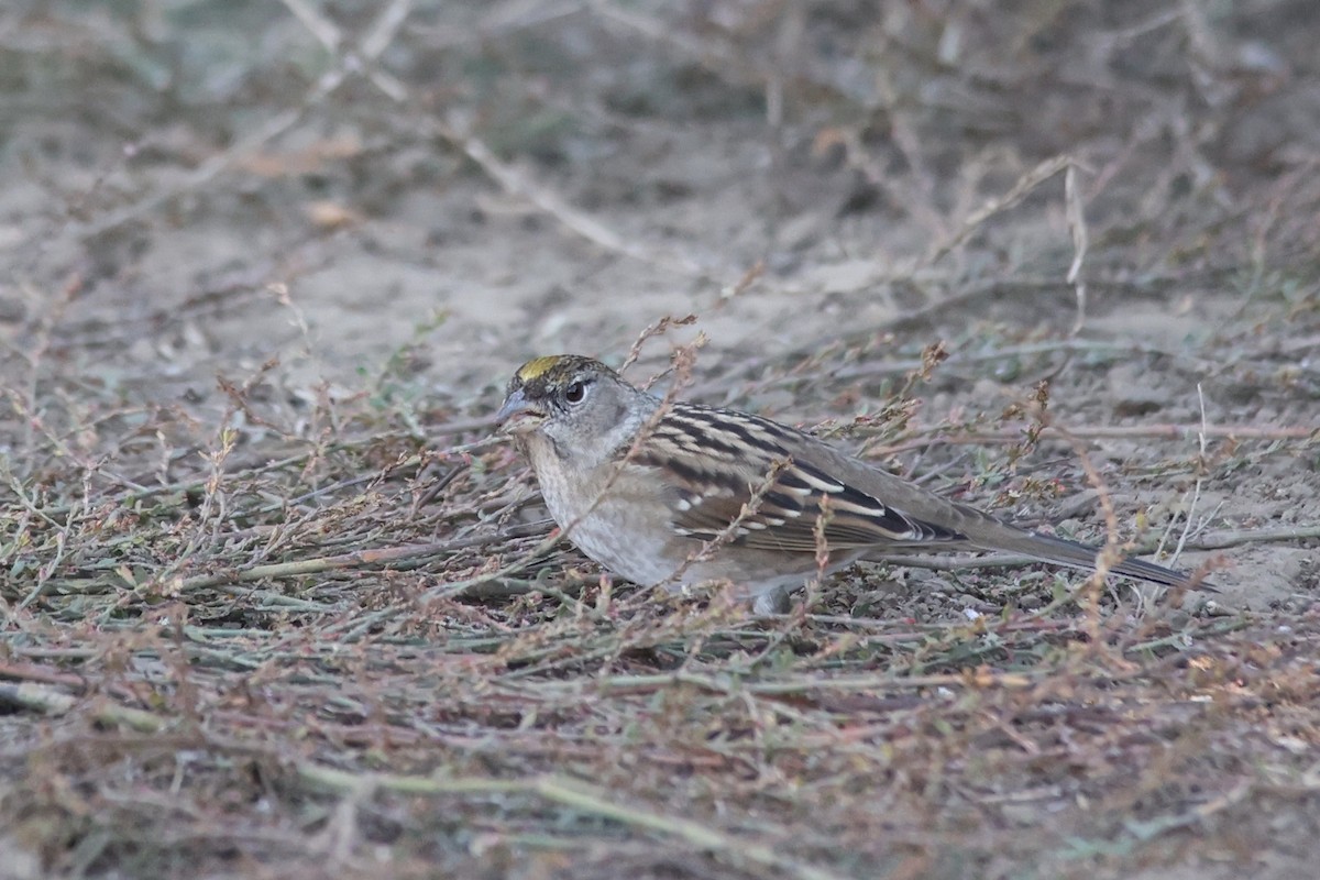 Golden-crowned Sparrow - ML610710167