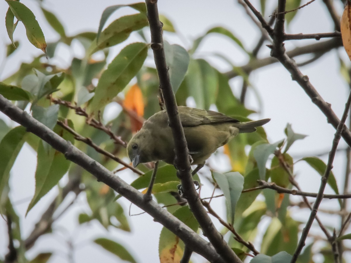 Palm Tanager - OMAR JAVIER LÓPEZ GÓMEZ