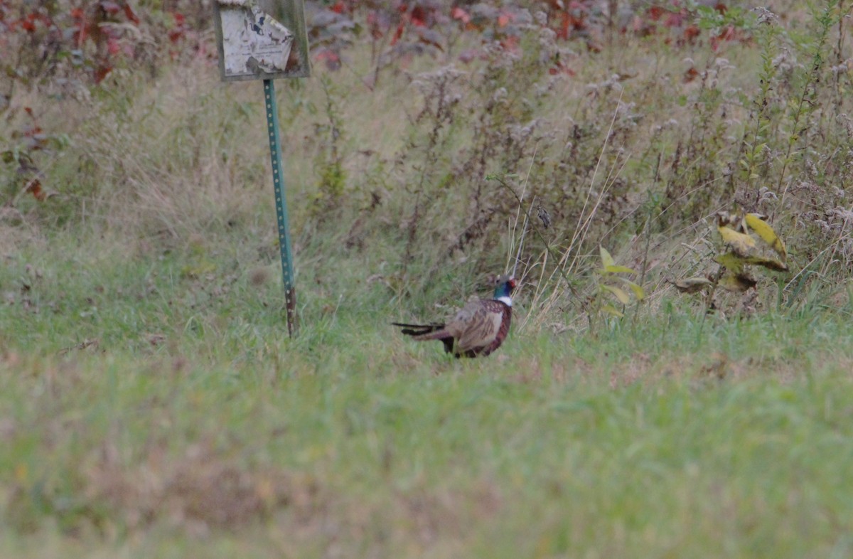 Ring-necked Pheasant - Robin Desrochers