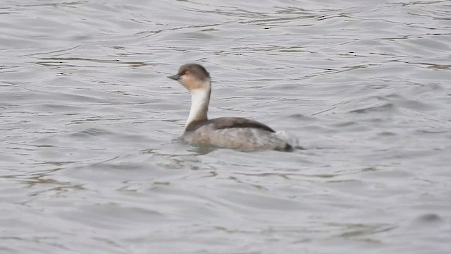 Silvery Grebe - ML610710185