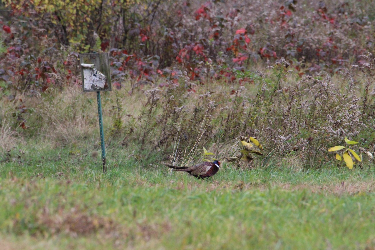 Ring-necked Pheasant - Robin Desrochers