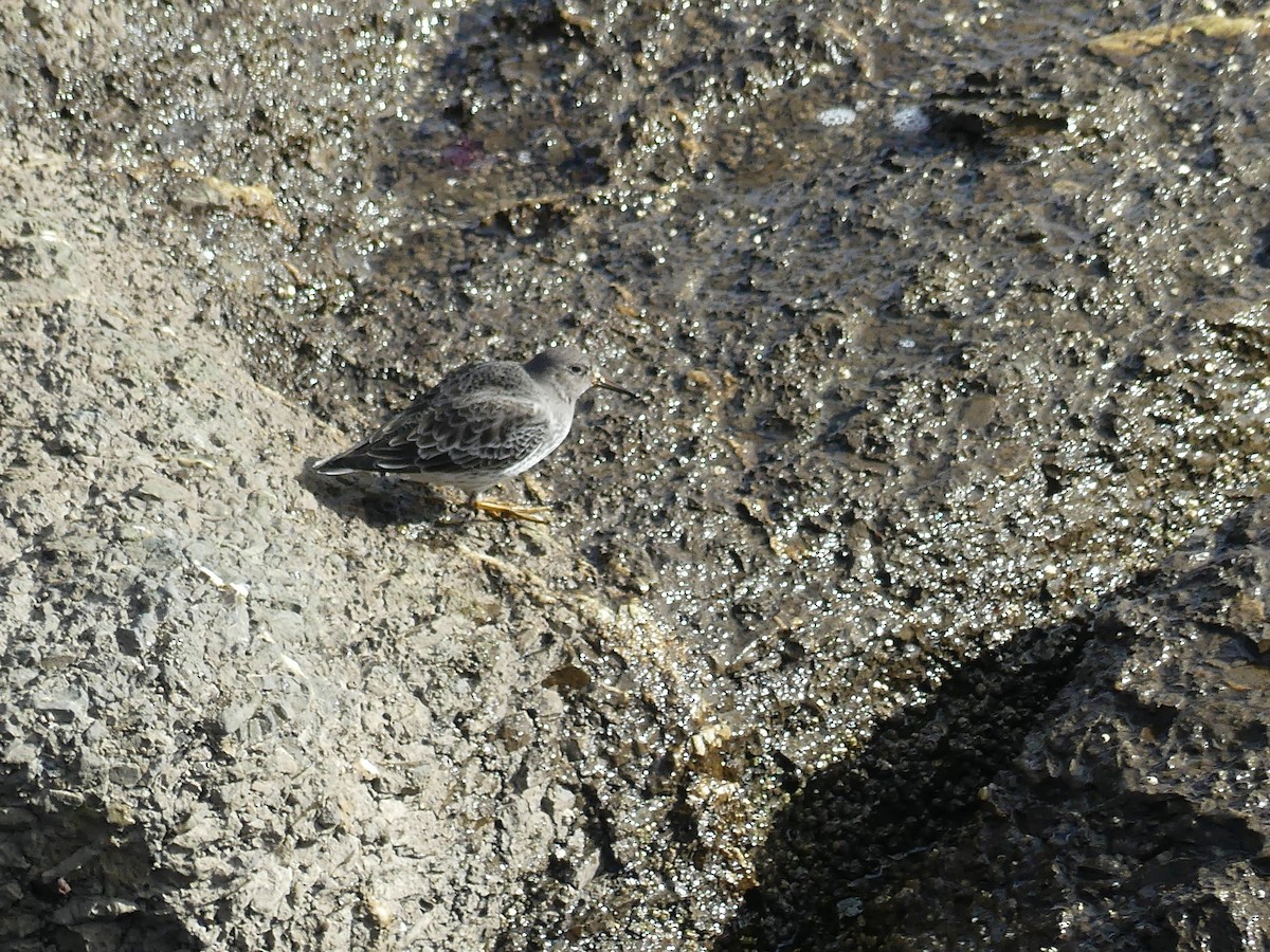 Purple Sandpiper - ML610710221