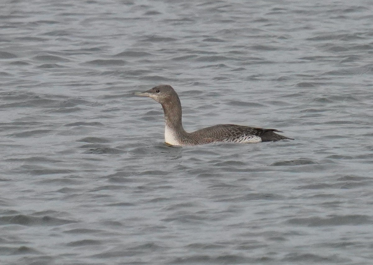 Red-throated Loon - ML610710286