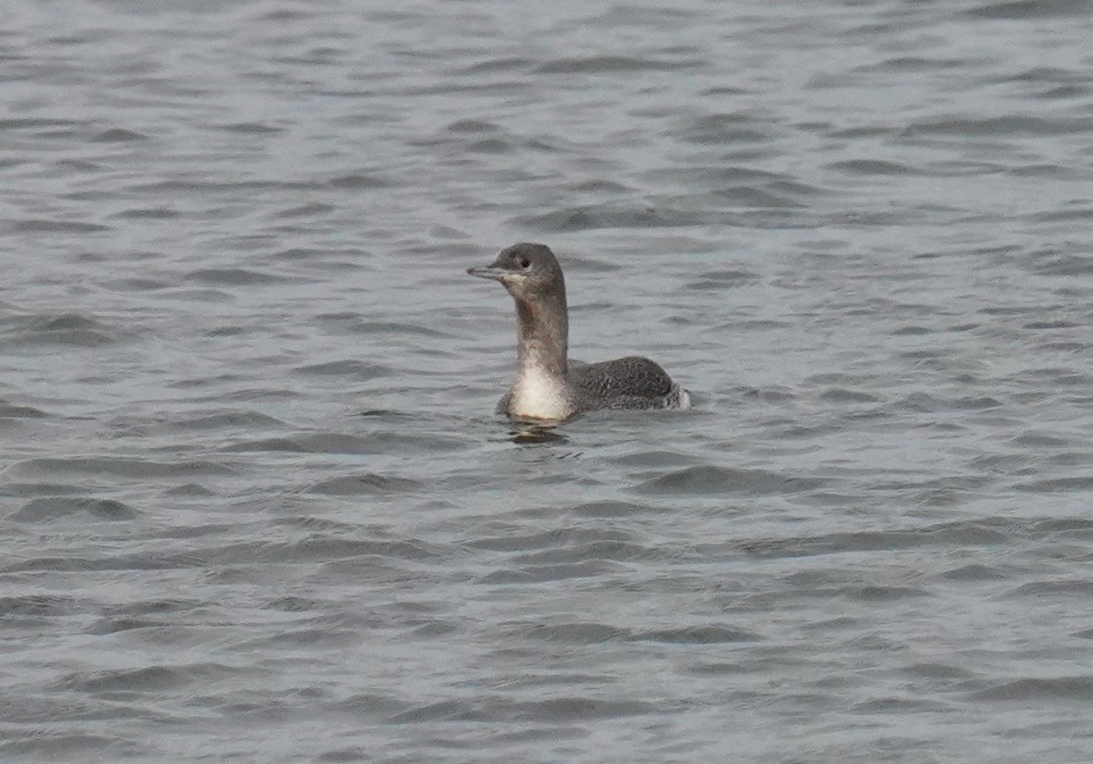 Red-throated Loon - ML610710318