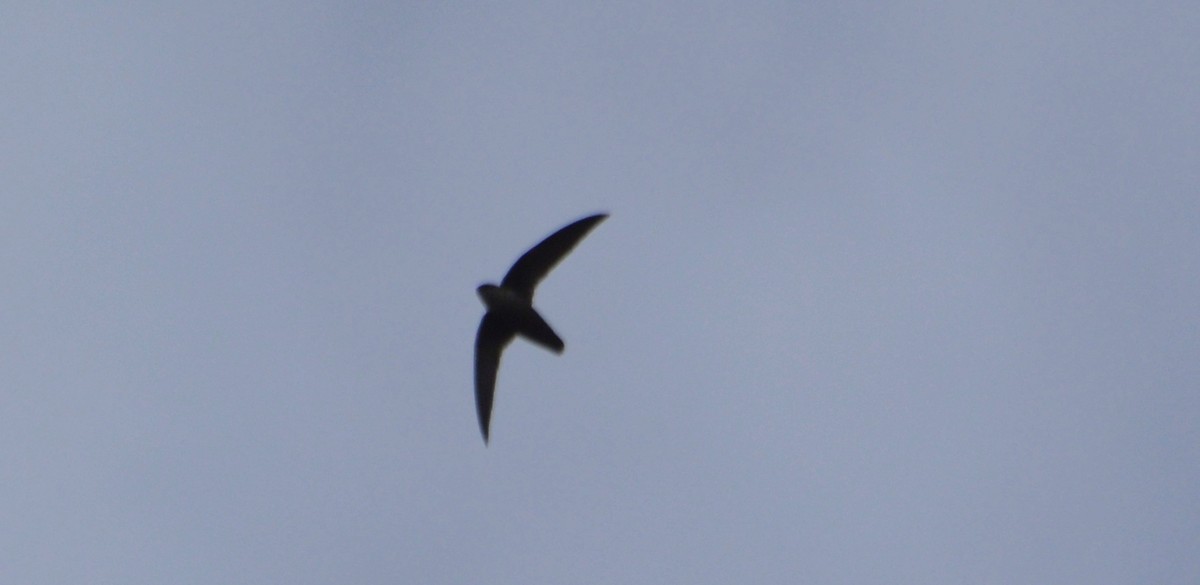 Chimney Swift - ML610710319