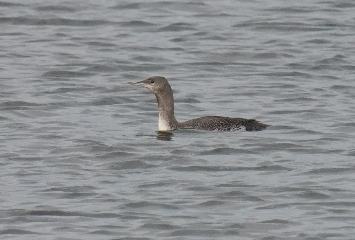 Red-throated Loon - Dennis Mersky
