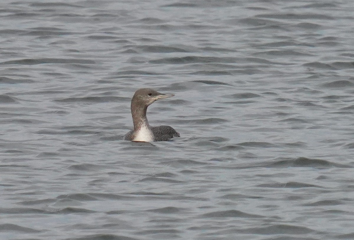 Red-throated Loon - ML610710356