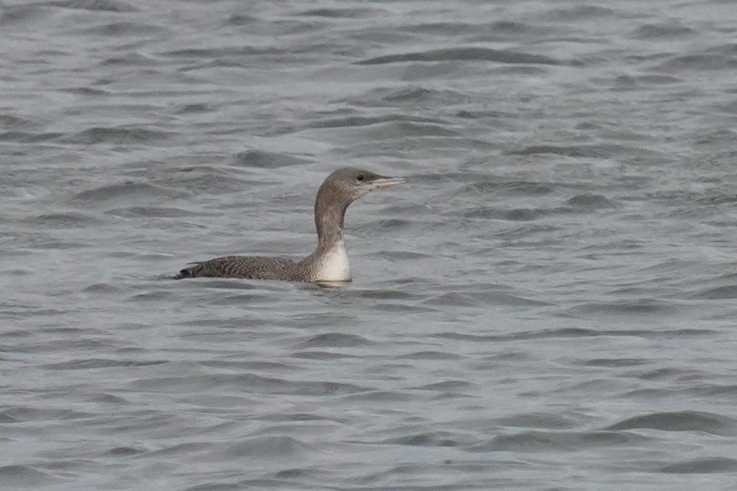 Red-throated Loon - ML610710386