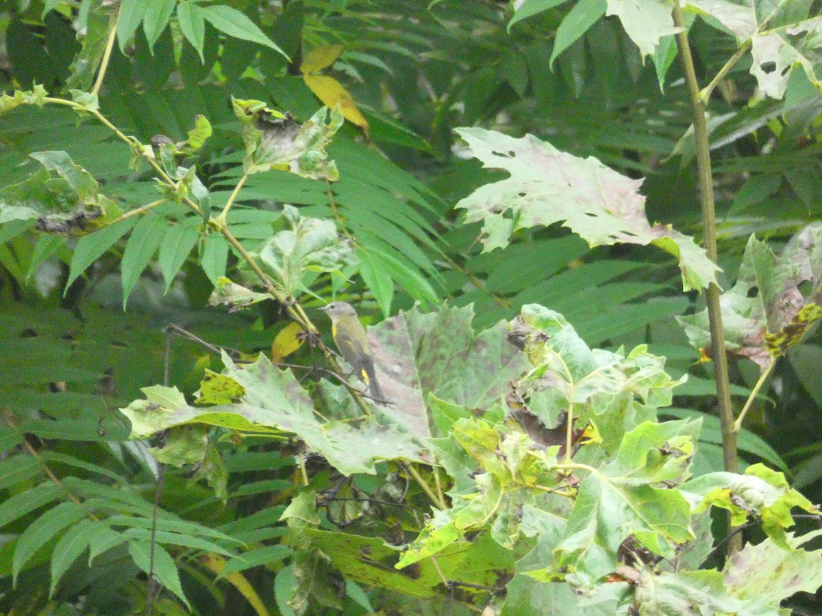 American Redstart - ML610710425