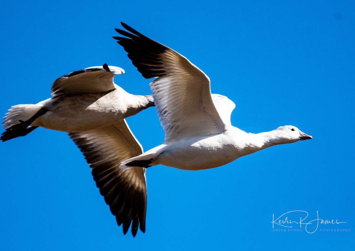 Snow Goose - ML610710482