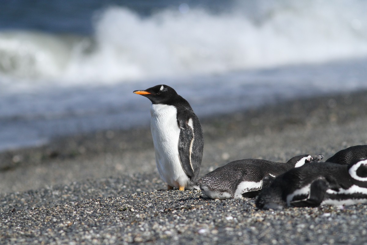 Gentoo Penguin - Luke Seitz