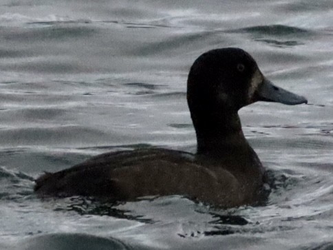 Greater Scaup - ML610710514