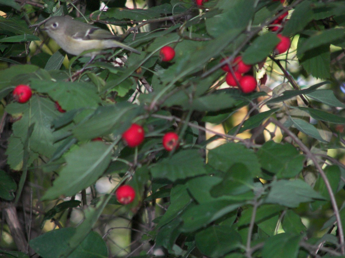 Ruby-crowned Kinglet - Greg Lawrence