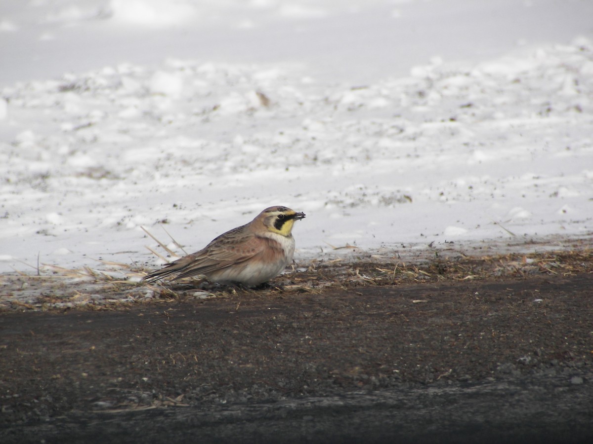 Horned Lark - ML610710628