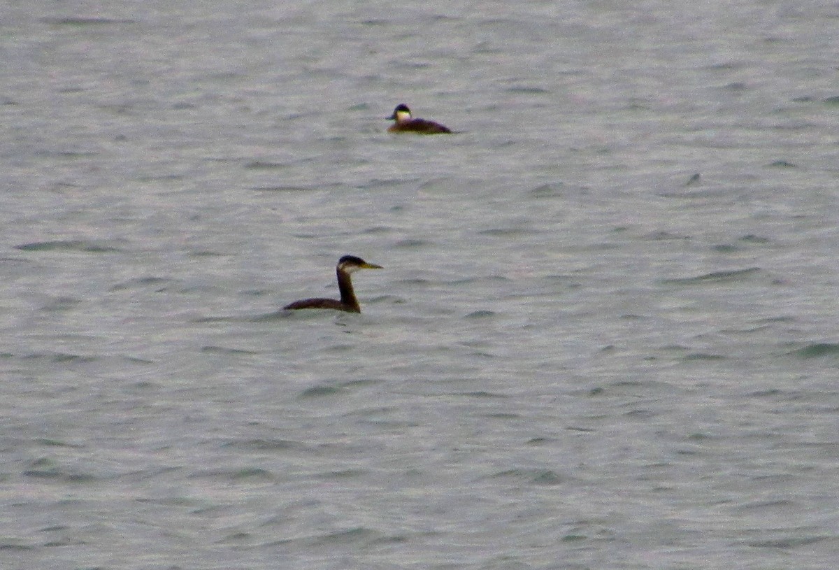 Red-necked Grebe - ML610710823
