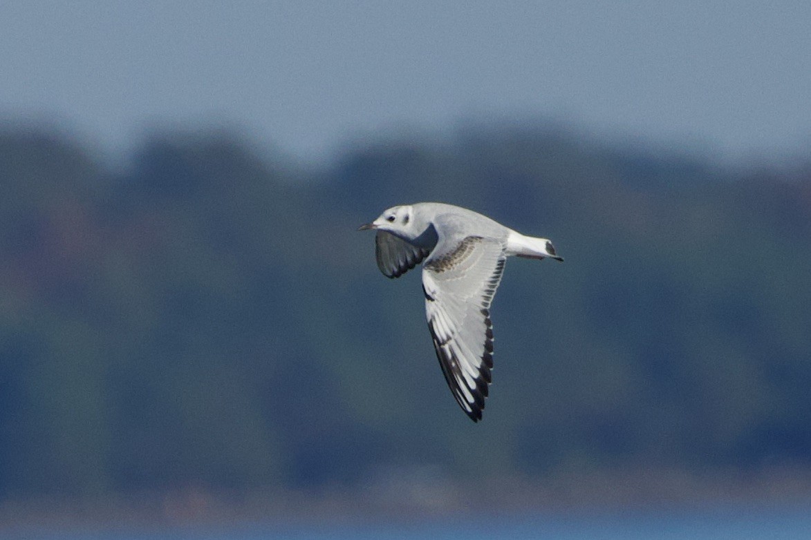 Bonaparte's Gull - ML610710862